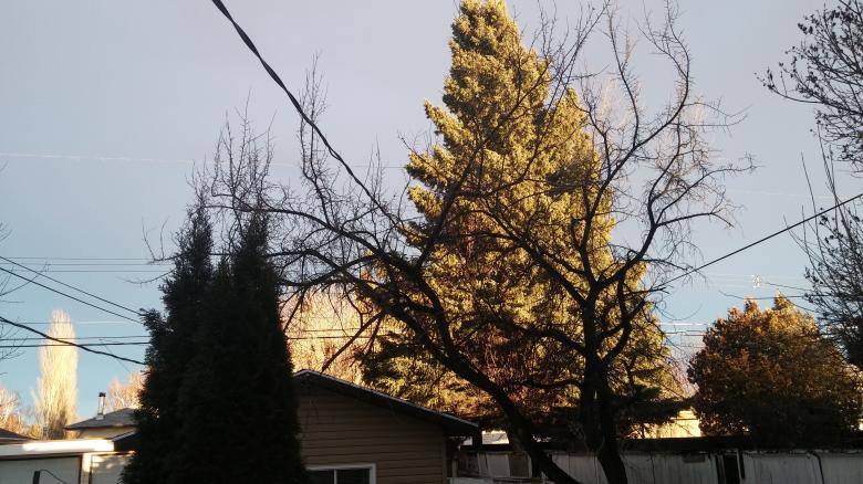 Free stock image of Trees created by Katherine Marie Clarke