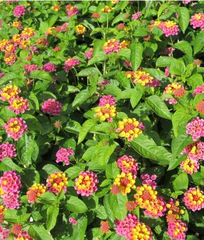 Free Stock Photo of Garden