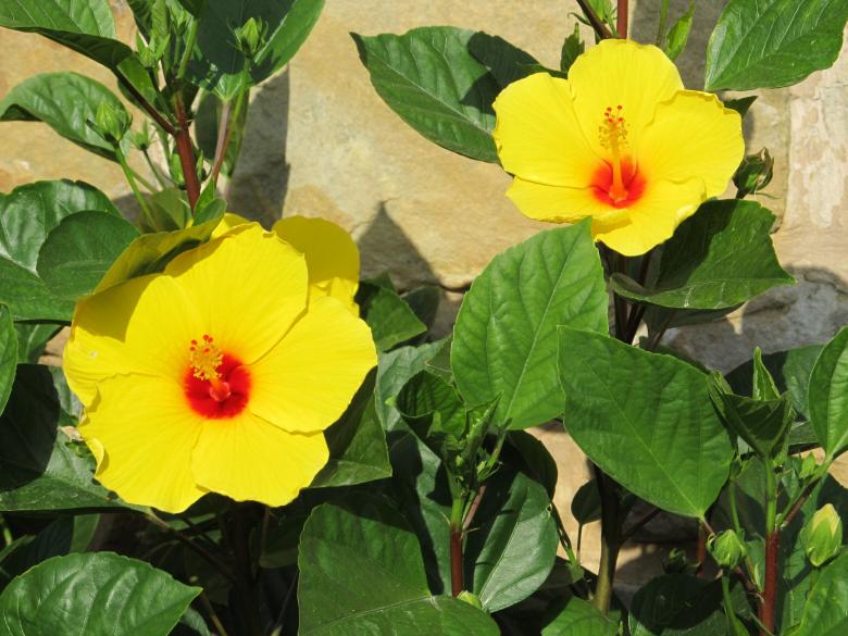 Free stock image of Yellow Flower created by Pixabay