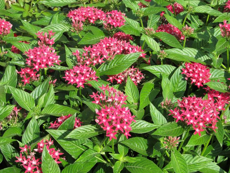 Free stock image of Fresh Flowers in the Garden created by Pixabay