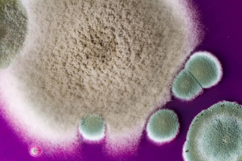 Free stock image of Mold created by Geoffrey Whiteway