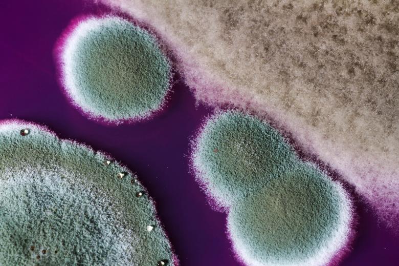 Free stock image of Mold created by Geoffrey Whiteway