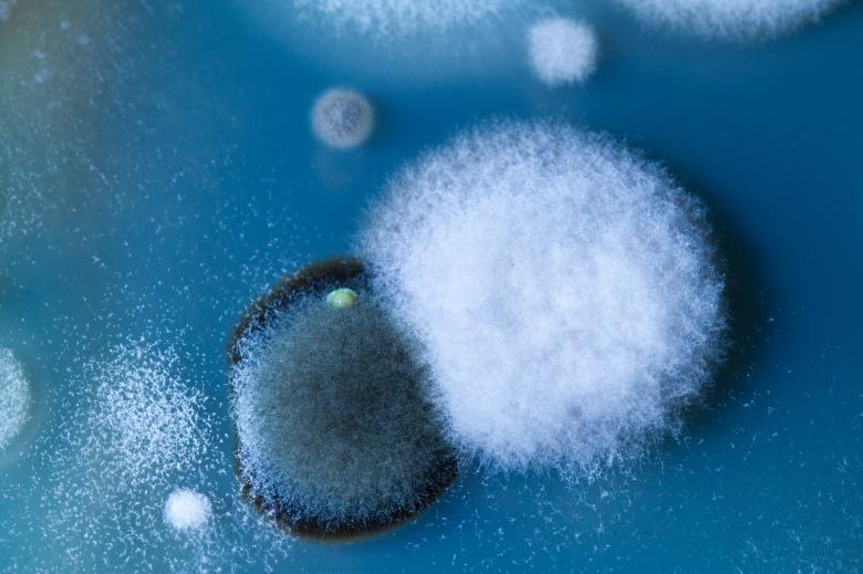 Free stock image of Mold created by Geoffrey Whiteway