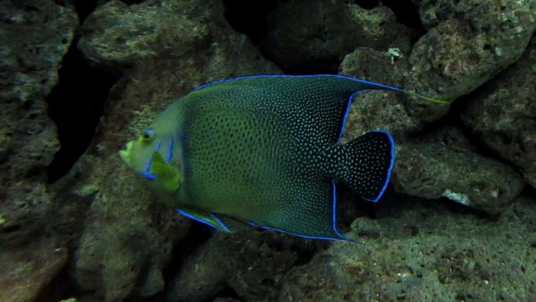 Free stock image of Angel Fish created by Pixabay