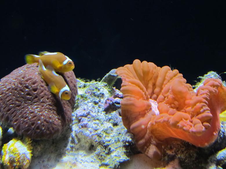 Free stock image of Clown Fish created by Pixabay
