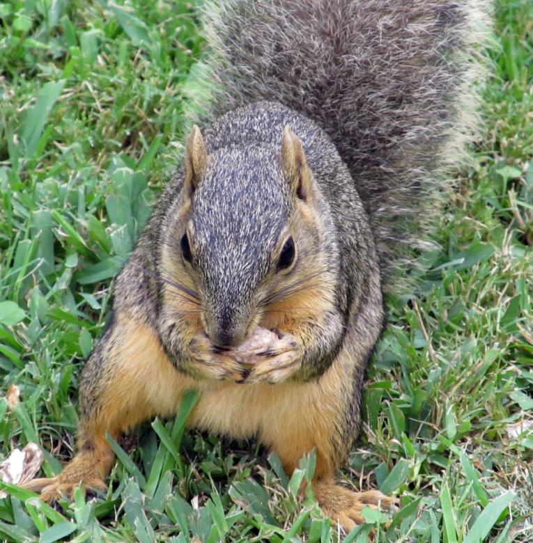 Free stock image of Brown Squirrel created by Pixabay