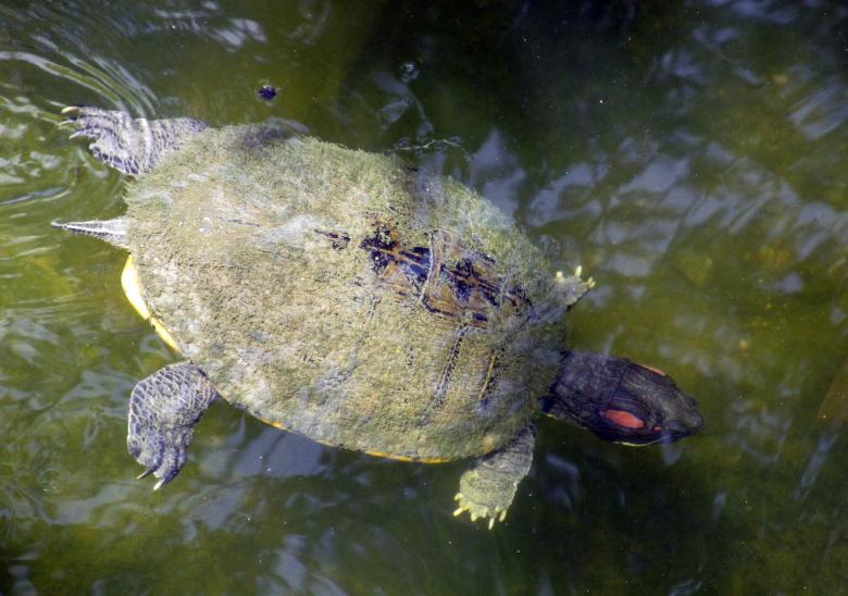 Free stock image of Turtle Swimming created by Pixabay