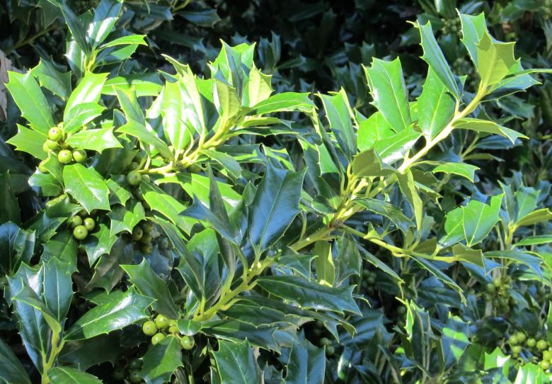 Free stock image of Green Holly created by Pixabay