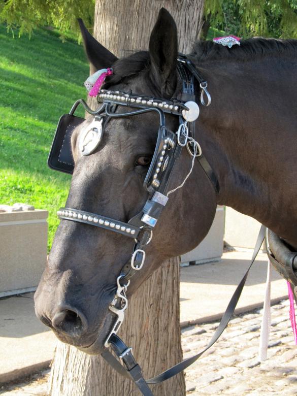 Free stock image of Horse in the Stable created by Pixabay