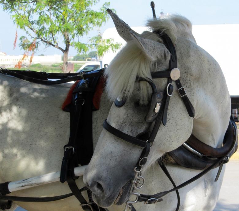 Free stock image of Horse in the Stable created by Pixabay