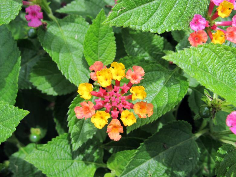Free stock image of Lantana Camara created by Pixabay