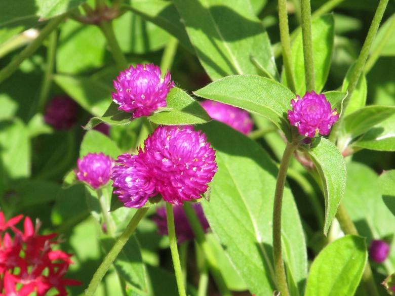 Free stock image of Clover Blooming created by Pixabay