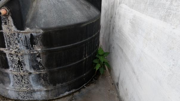 Plant behind water tank - Free Stock Photo