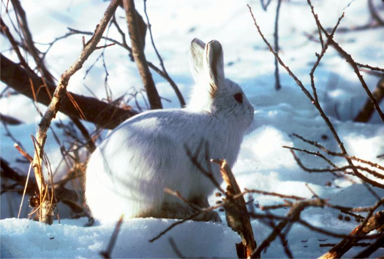 Free stock image of Arctic Hare created by Pixabay