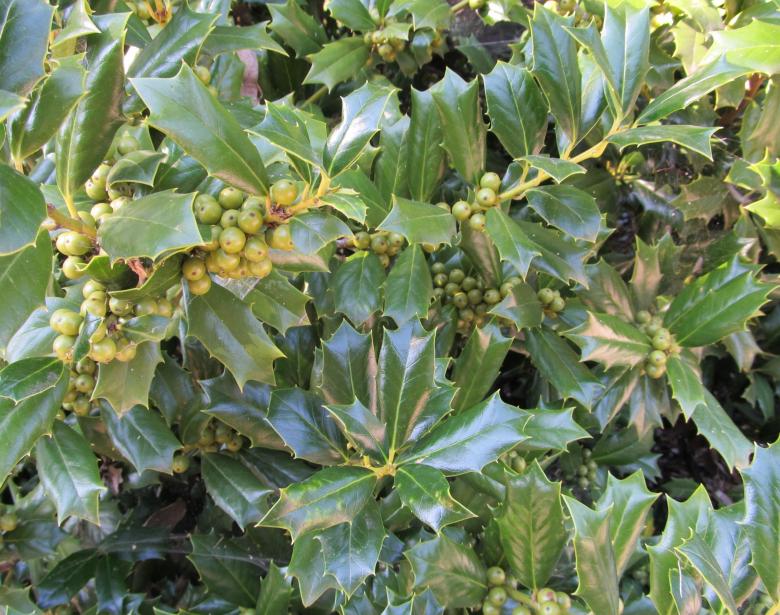 Free stock image of Berries created by Pixabay