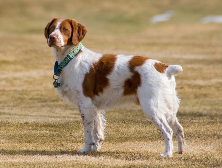 Free stock image of Brittany Spaniel created by Pixabay