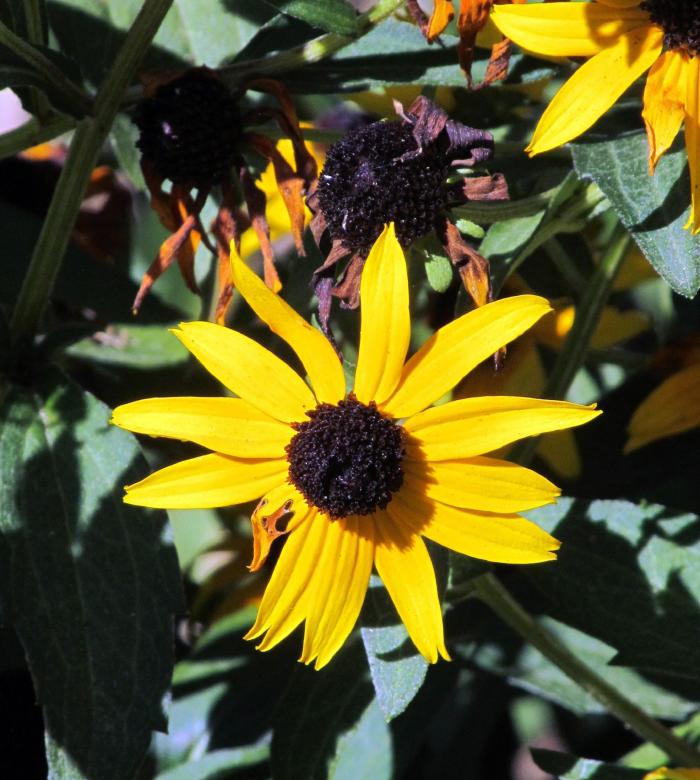 Free stock image of Susan Flower created by Pixabay