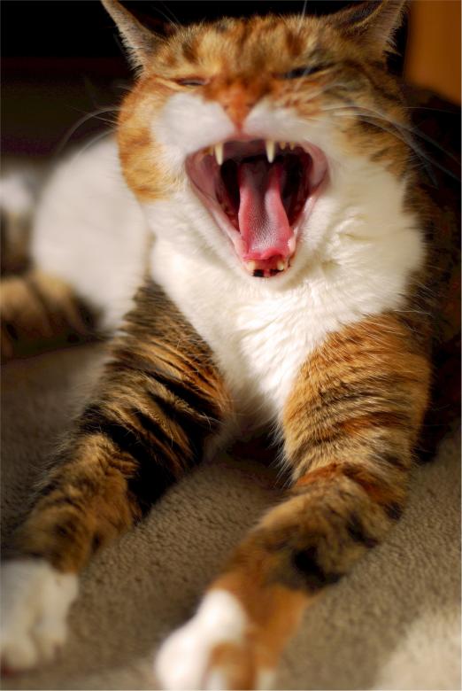 Free stock image of Calico Cat created by Pixabay