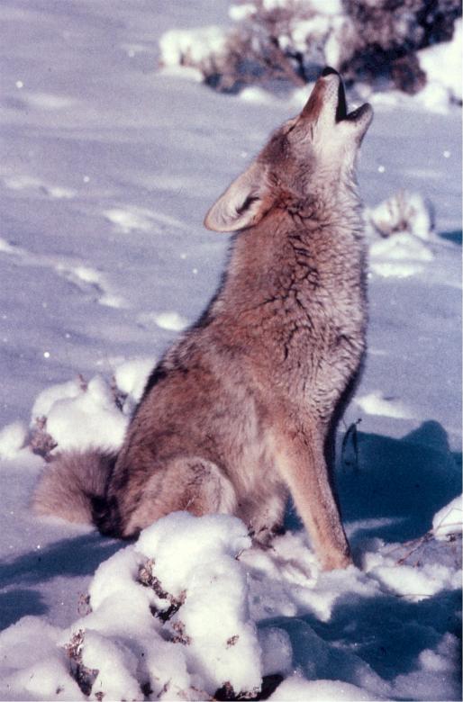 Free stock image of Coyote Howling created by Pixabay