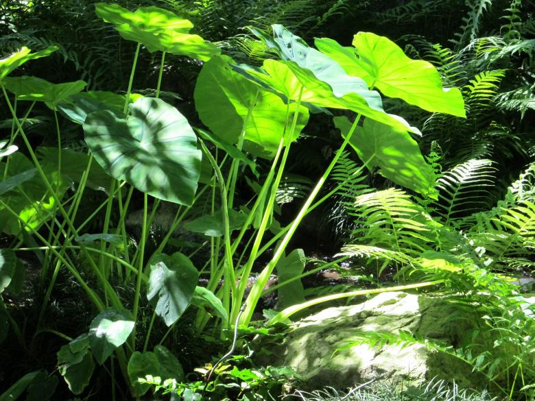 Free stock image of Elephant Ears created by Pixabay