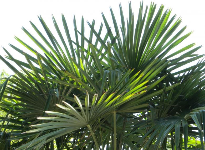 Free stock image of Fan Palm created by Pixabay