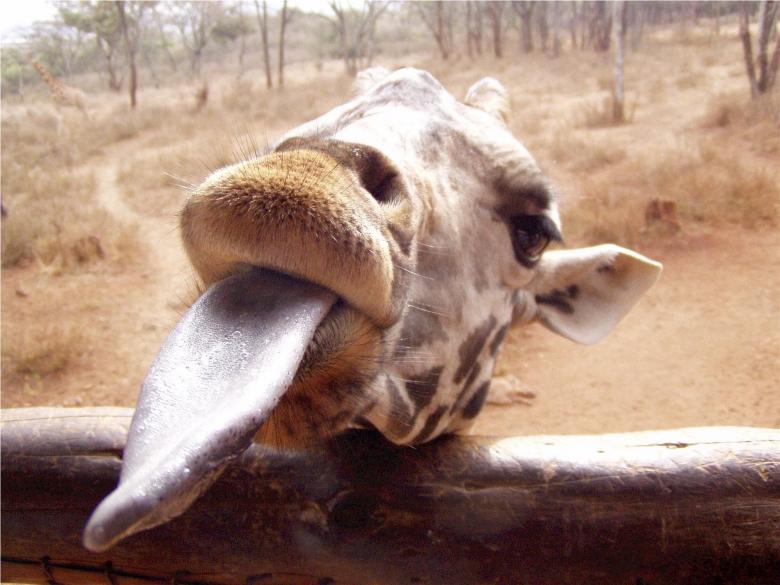 Free stock image of Giraffe Closeup created by Pixabay