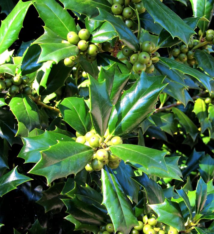 Free stock image of Green Holly created by Pixabay