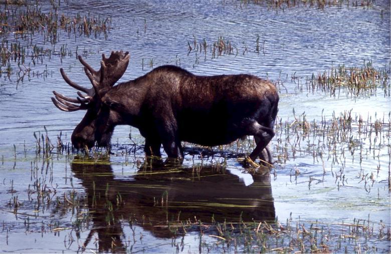 Free stock image of Moose in the River created by Pixabay
