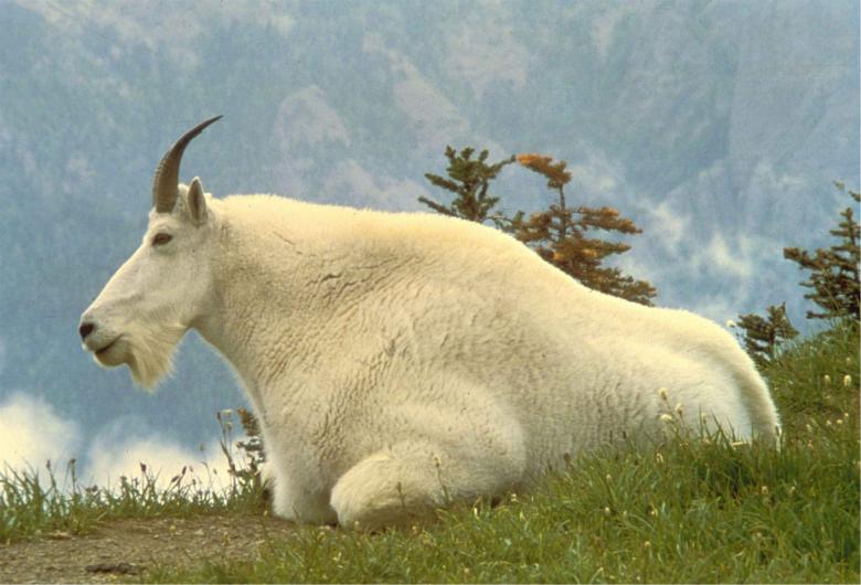 Free stock image of Mountain Goat created by Pixabay