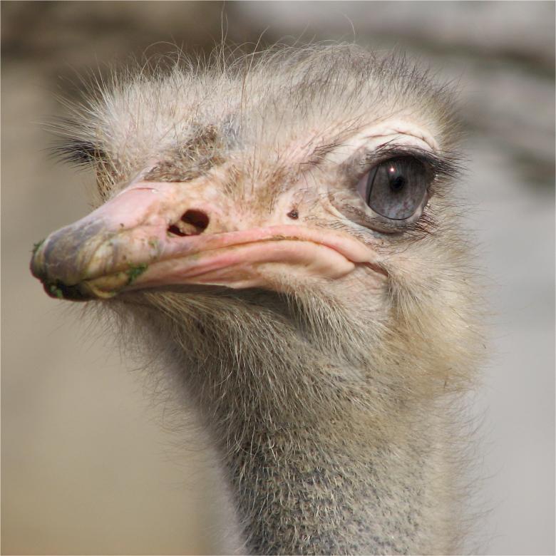 Free stock image of Ostrich Closeup created by Pixabay
