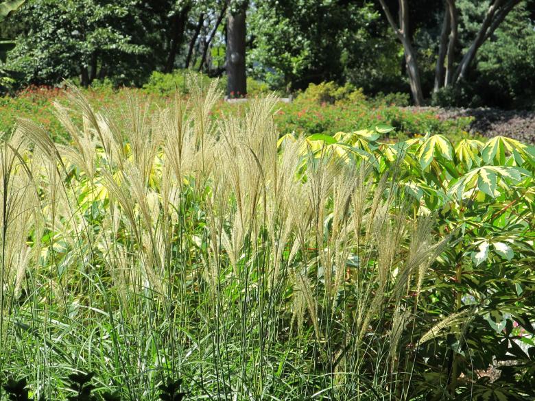 Free stock image of Pampas created by Pixabay