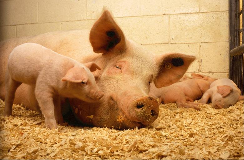Free stock image of Pigs in the Farm created by Pixabay
