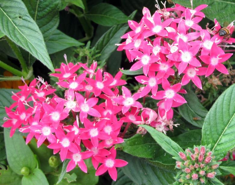 Free stock image of Pink Pentas created by Pixabay
