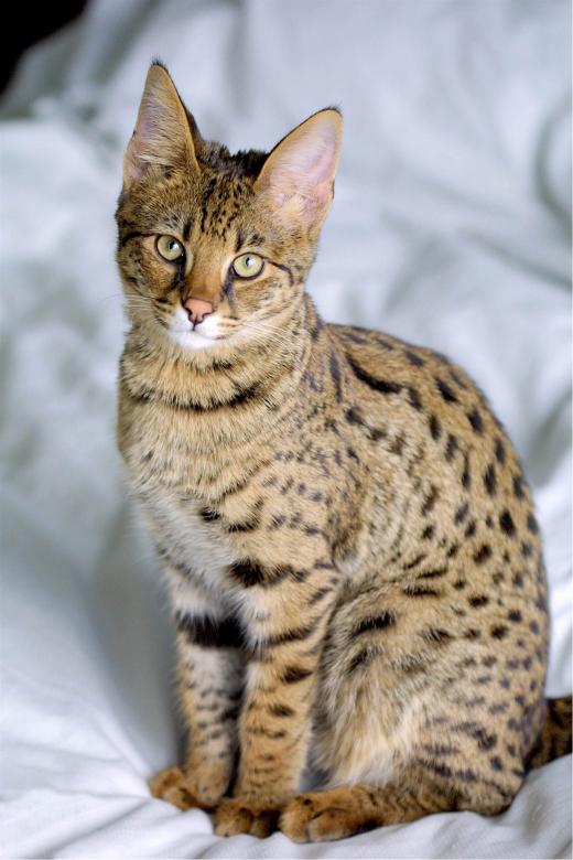 Free stock image of Savannah Cat created by Pixabay