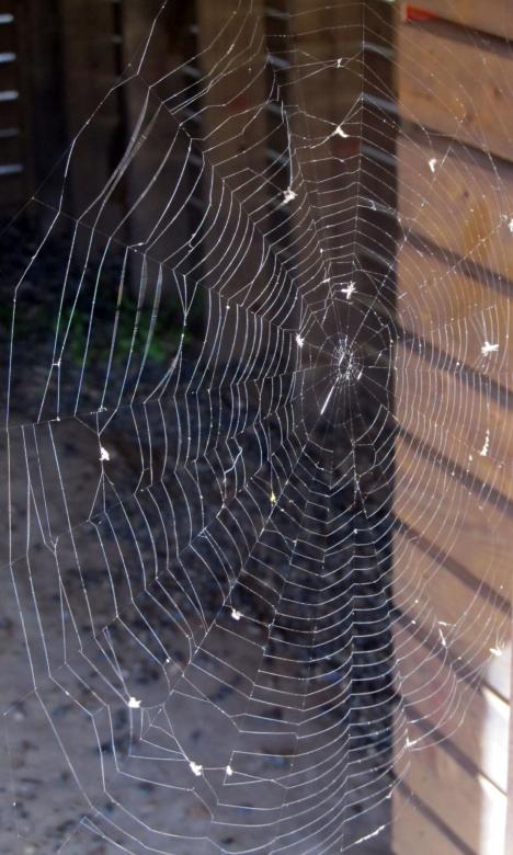 Free stock image of Spider Web created by Pixabay