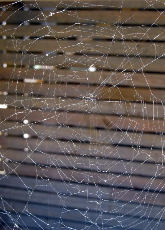 Free stock image of Spider Web created by Pixabay
