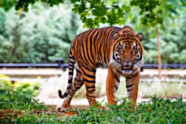 Free stock image of Sumatran Tiger created by Pixabay
