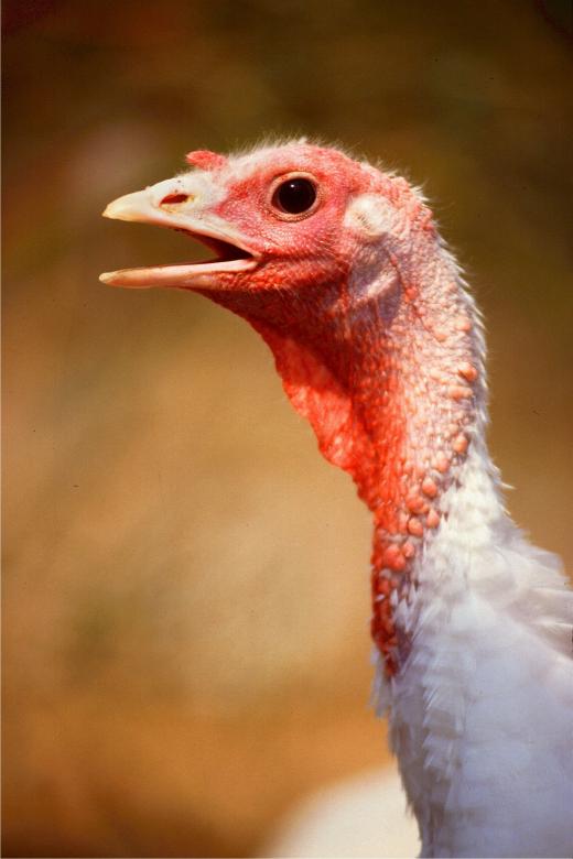 Free stock image of White Turkey created by Pixabay