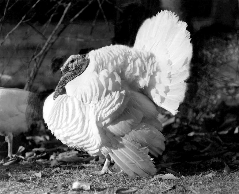 Free stock image of White Turkey created by Pixabay