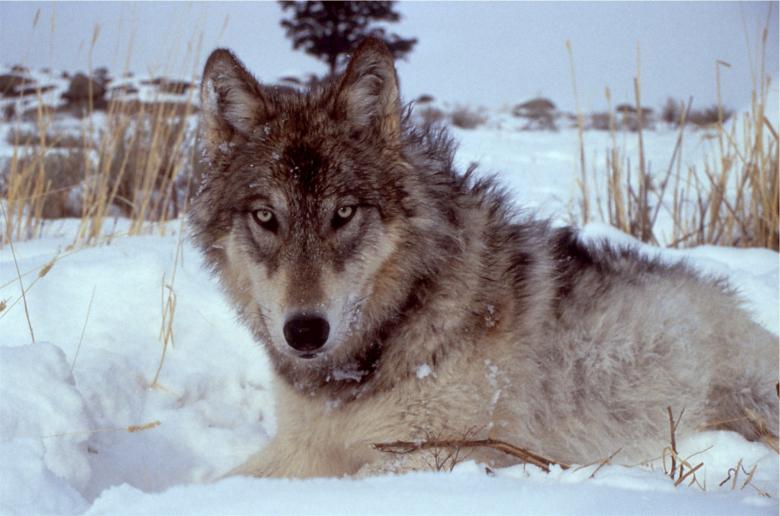Free stock image of Wolf Closeup created by Pixabay