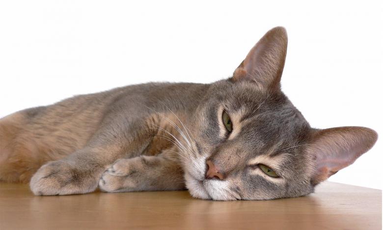 Free stock image of Abyssinian Cat created by Pixabay