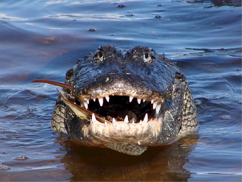 Free stock image of Alligator in the River created by Pixabay