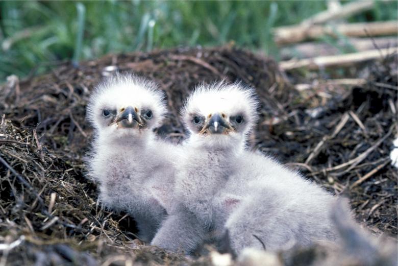 Free stock image of Baby Eagles created by Pixabay