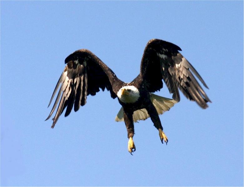 Free stock image of Bald Eagle created by Pixabay