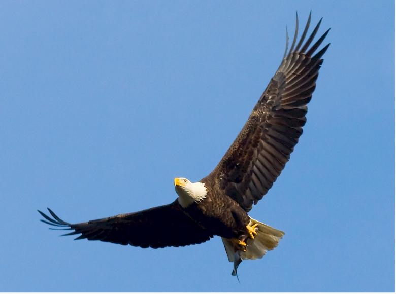 Free stock image of Bald Eagle created by Pixabay