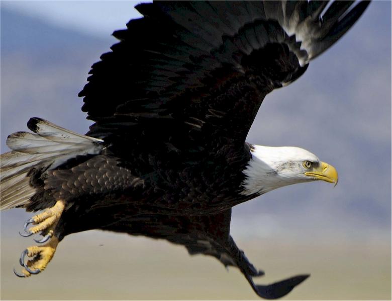 Free stock image of Eagle Flying created by Pixabay