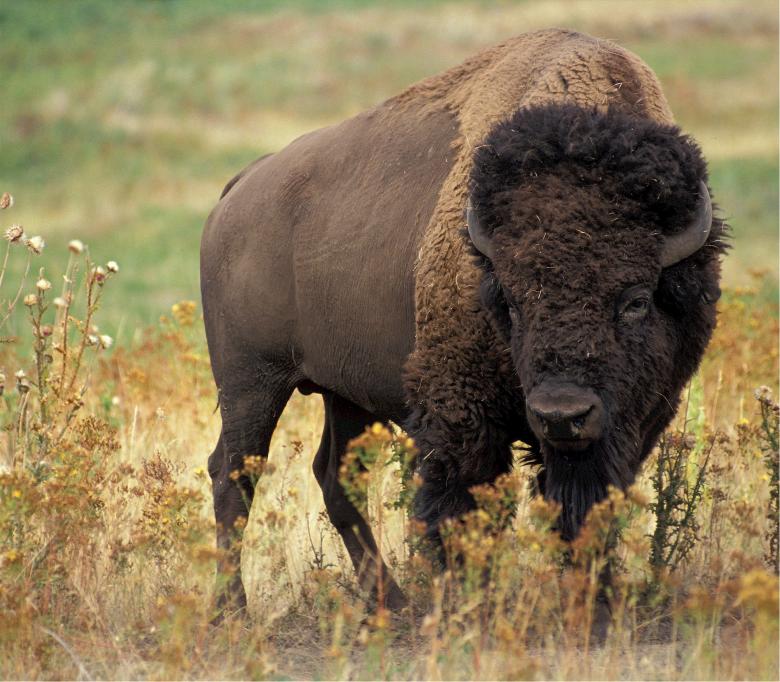 Free stock image of Wild Bison created by Pixabay