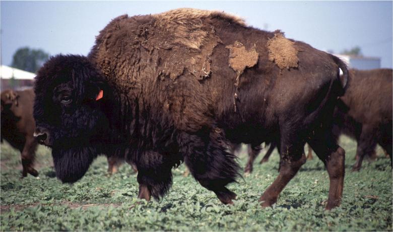 Free stock image of Wild Buffalo created by Pixabay