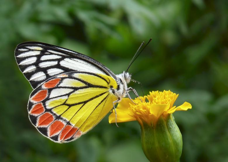 Free stock image of Butterfly on the Flower created by Pixabay