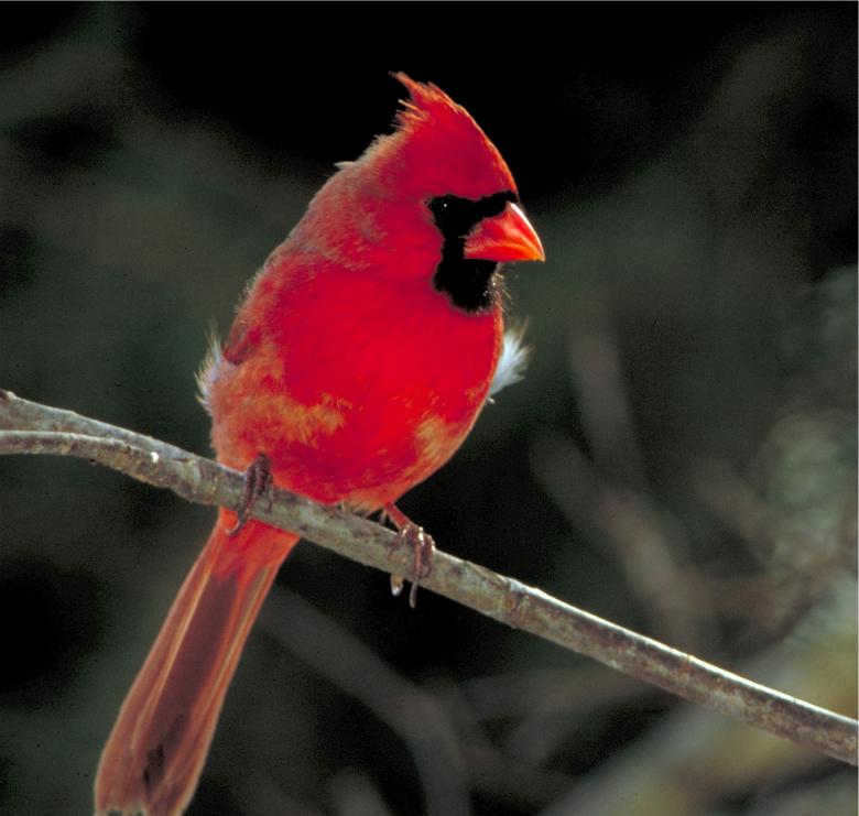 Free stock image of Red Cardinal created by Pixabay